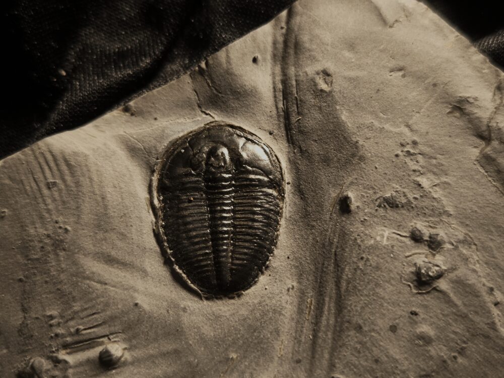 Trilobit: Elrathia kingi, Kambrium, Utah