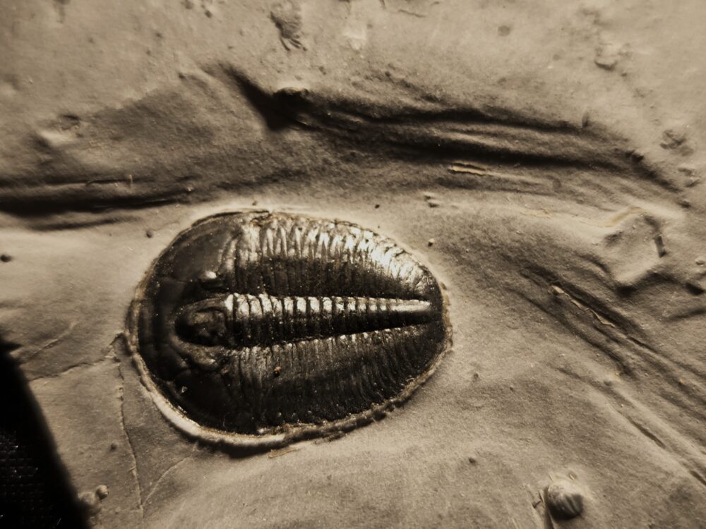 Trilobit: Elrathia kingi, Kambrium, Utah