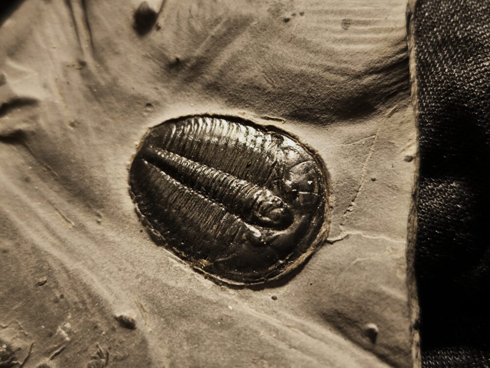 Trilobit: Elrathia kingi, Kambrium, Utah