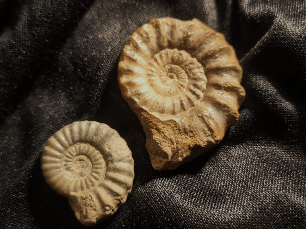 Androgynoceras capricornum, Lias, Ehenfeld, Oberpfalz