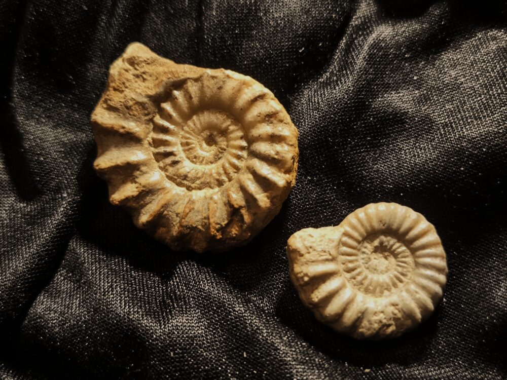 Androgynoceras capricornum, Lias, Ehenfeld, Oberpfalz