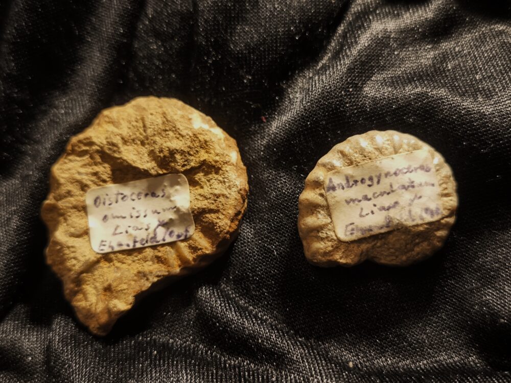 Androgynoceras capricornum, Lias, Ehenfeld, Oberpfalz