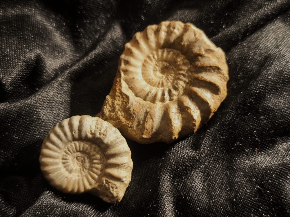 Androgynoceras capricornum, Lias, Ehenfeld, Oberpfalz