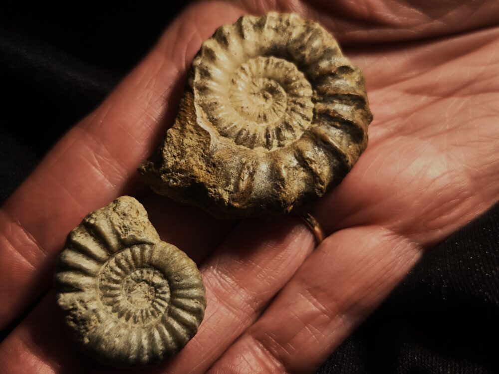 Androgynoceras capricornum, Lias, Ehenfeld, Oberpfalz