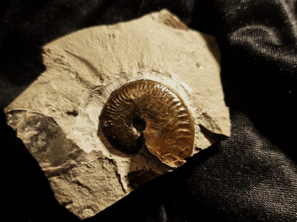 Oecotraustes nivernensis, Dogger, Weilstetten