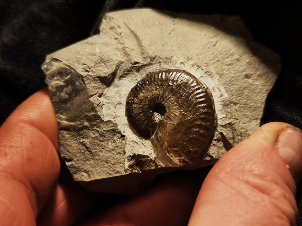 Oecotraustes nivernensis, Dogger, Weilstetten