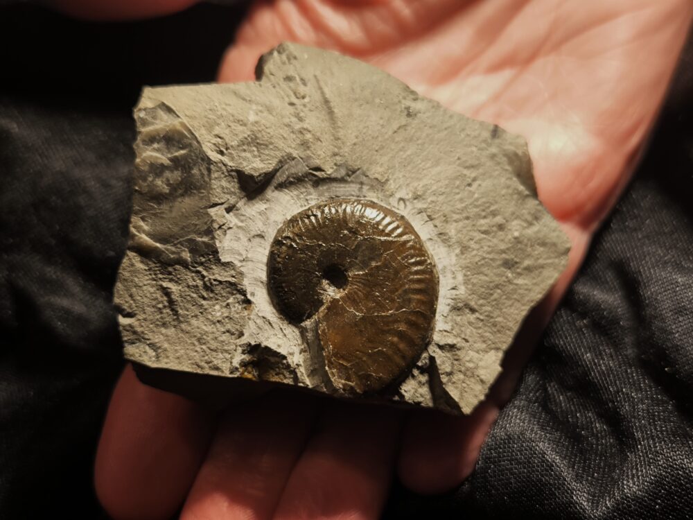 Oecotraustes nivernensis, Dogger, Weilstetten