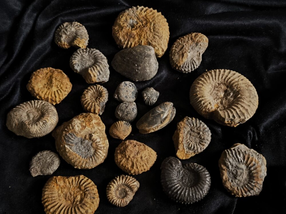 Konvolut, aus dem Dogger, Subfurcatenoolith unpräpariert, Gruibingen, Autobahnbau