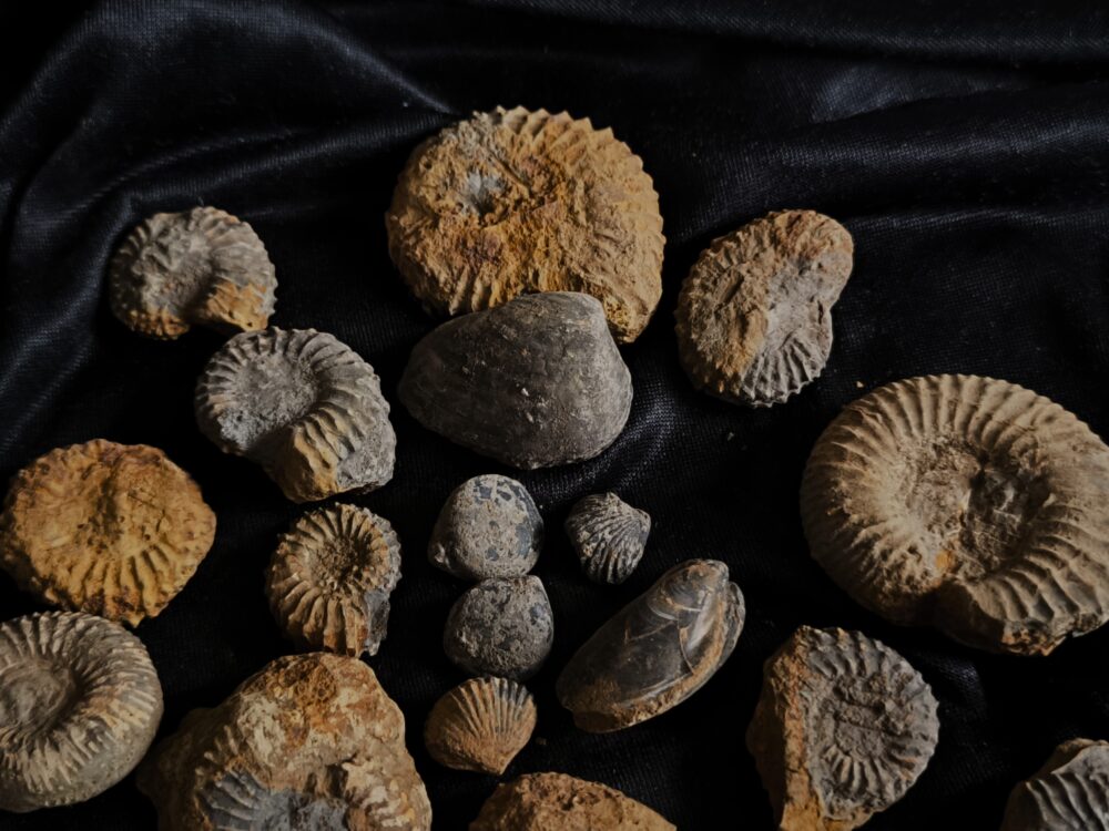 Konvolut, aus dem Dogger, Subfurcatenoolith unpräpariert, Gruibingen, Autobahnbau