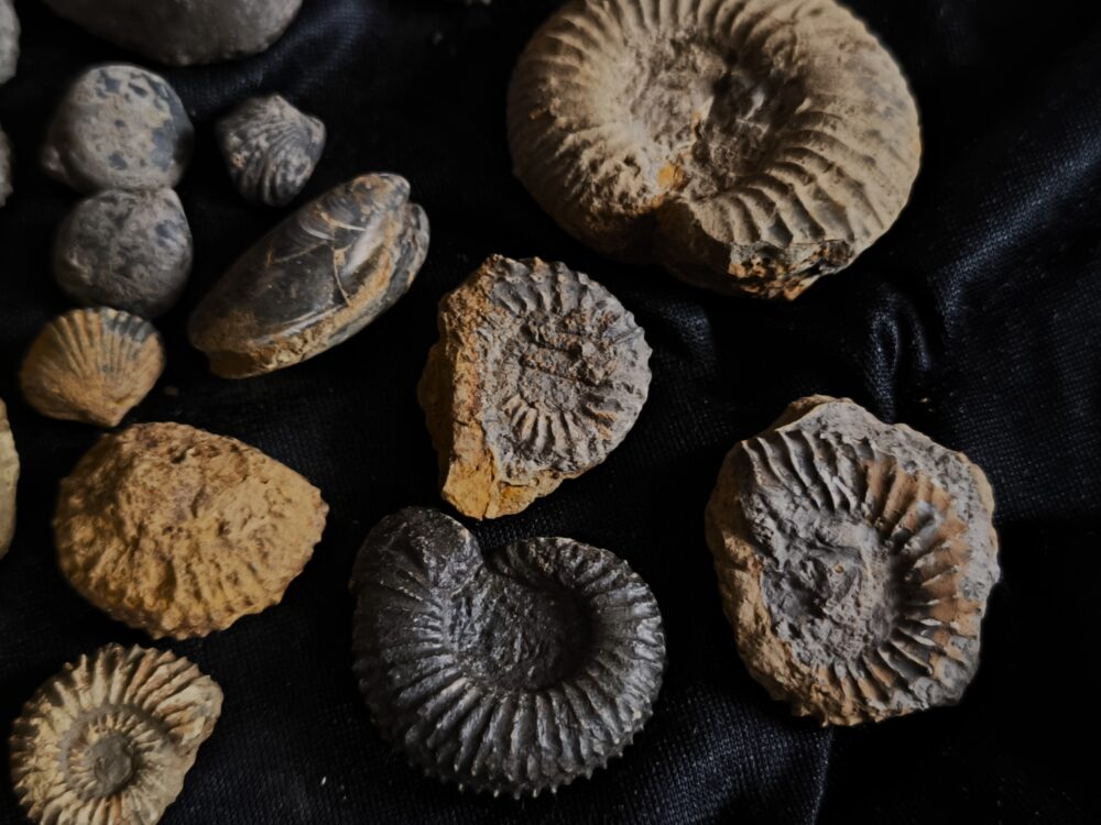 Konvolut, aus dem Dogger, Subfurcatenoolith unpräpariert, Gruibingen, Autobahnbau