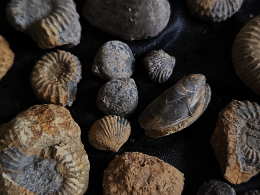 Konvolut, aus dem Dogger, Subfurcatenoolith unpräpariert, Gruibingen, Autobahnbau