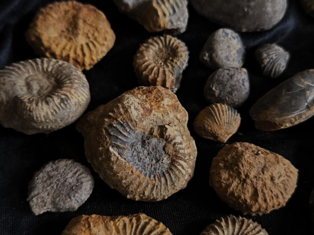 Konvolut, aus dem Dogger, Subfurcatenoolith unpräpariert, Gruibingen, Autobahnbau