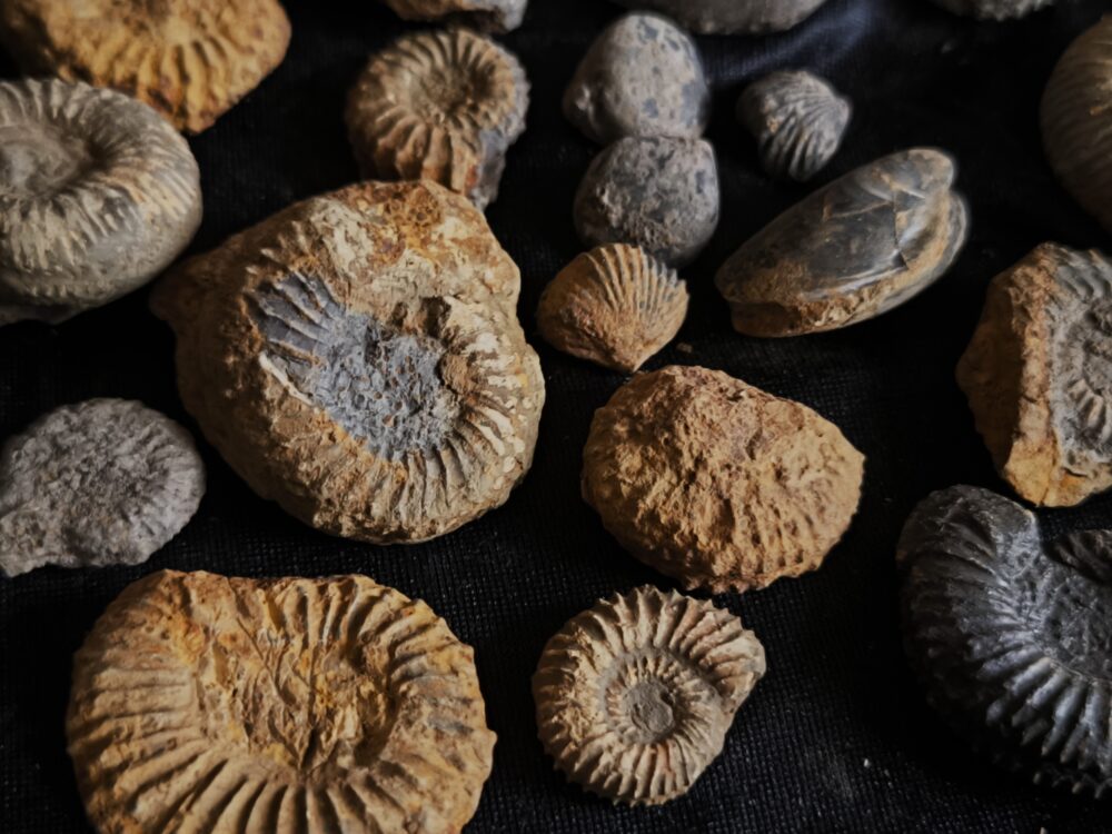 Konvolut, aus dem Dogger, Subfurcatenoolith unpräpariert, Gruibingen, Autobahnbau