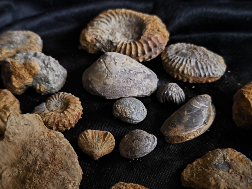 Konvolut, aus dem Dogger, Subfurcatenoolith unpräpariert, Gruibingen, Autobahnbau