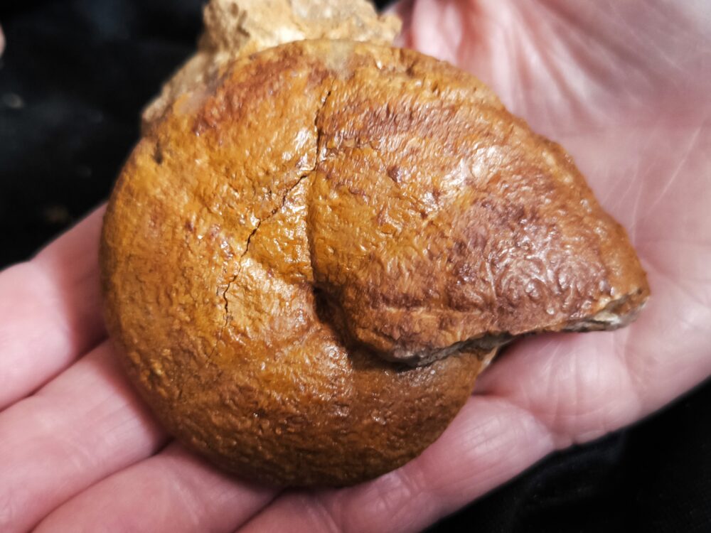 Calliphylloceras zignodianum, Dogger, bei Murcia, Spanien