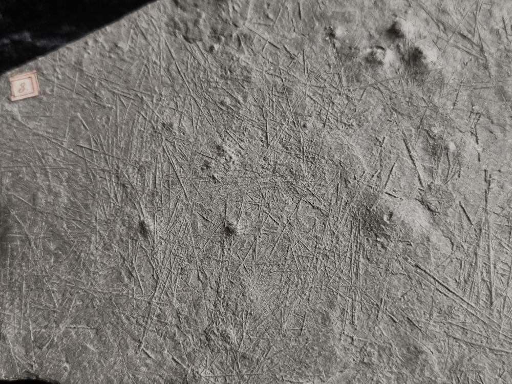 Rar! Seeigel, Diademopsis crinifera, Lias, Holzmaden