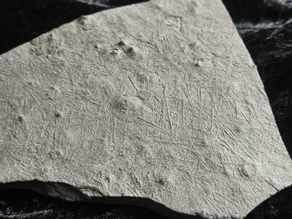 Rar! Seeigel, Diademopsis crinifera, Lias, Holzmaden