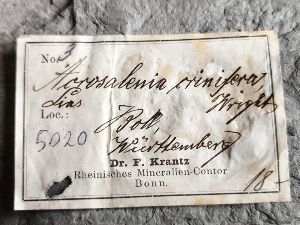 Rar! Seeigel, Diademopsis crinifera, Lias, Holzmaden