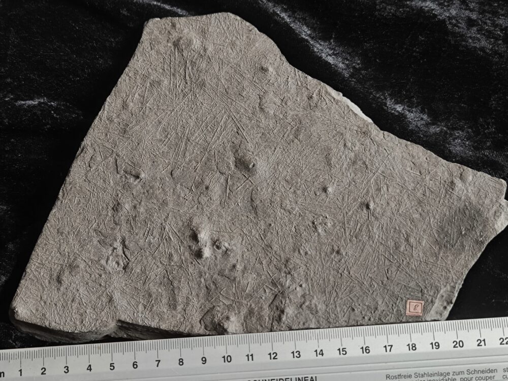 Rar! Seeigel, Diademopsis crinifera, Lias, Holzmaden