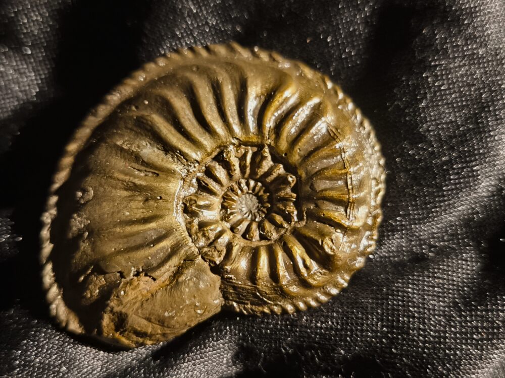 Amaltheus gibbosus, Lias, Zell unterm Aichelberg  * reserviert *