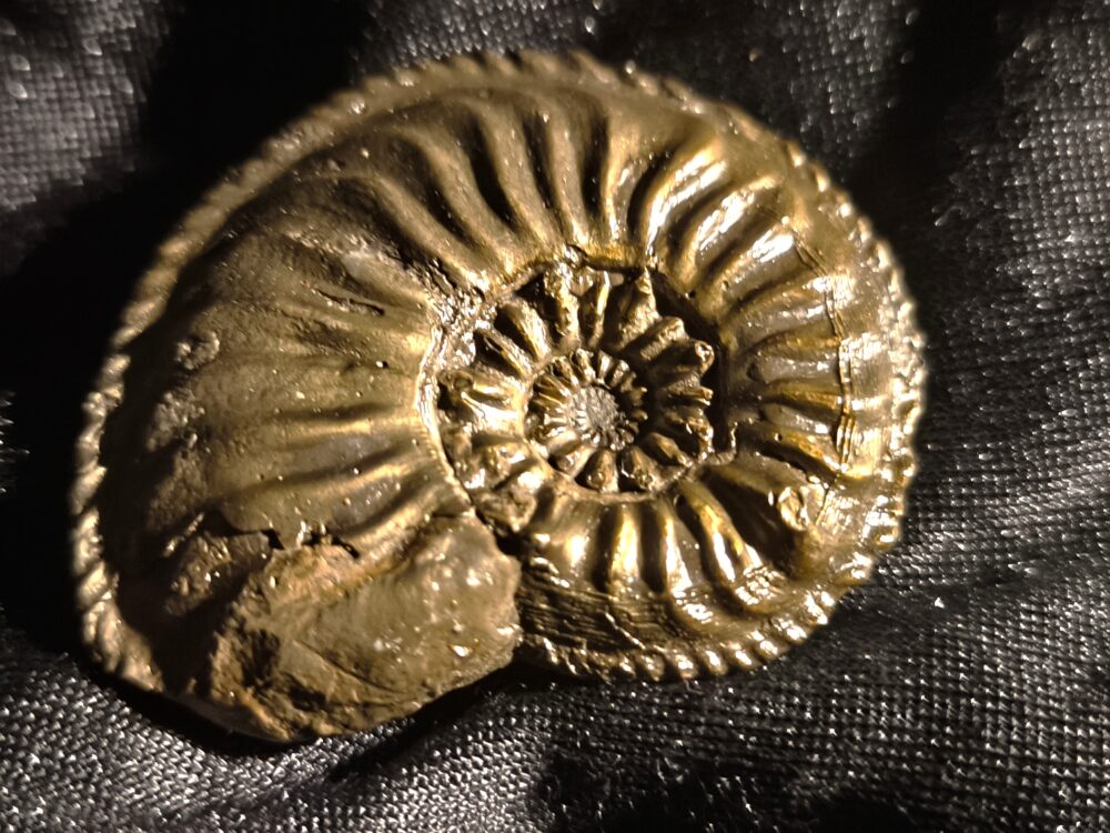 Amaltheus gibbosus, Lias, Zell unterm Aichelberg  * reserviert *