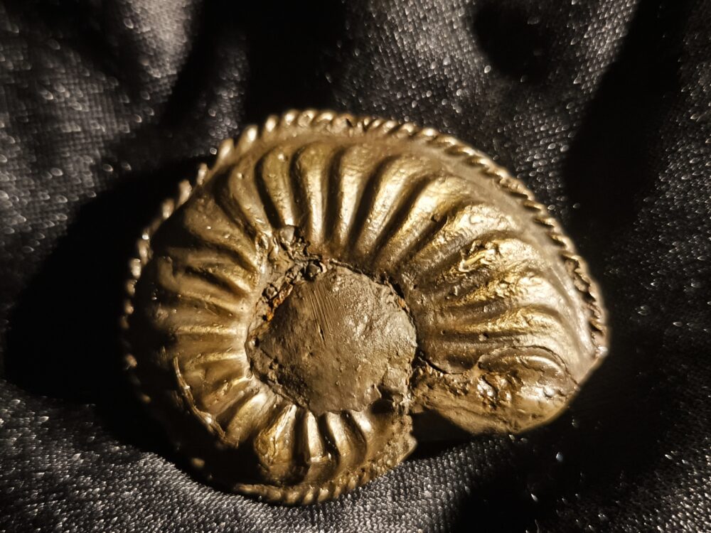 Amaltheus gibbosus, Lias, Zell unterm Aichelberg  * reserviert *