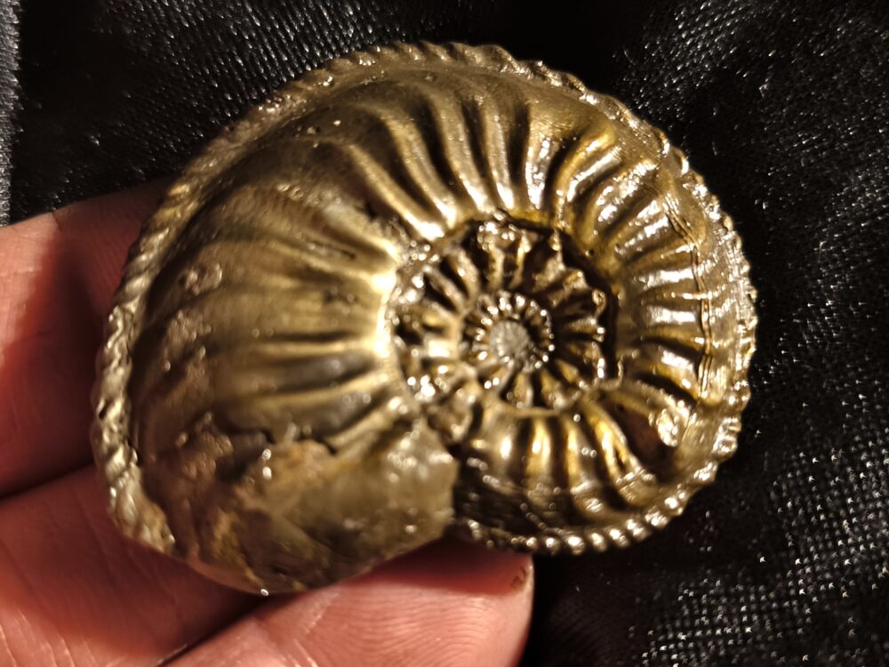 Amaltheus gibbosus, Lias, Zell unterm Aichelberg  * reserviert *