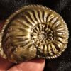 Amaltheus gibbosus, Lias, Zell unterm Aichelberg  * reserviert *