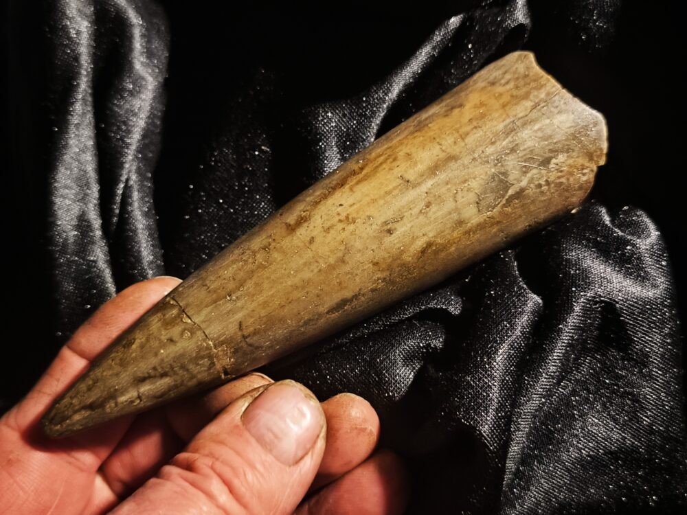 Megateuthis suevicus, Dogger, Neuffen