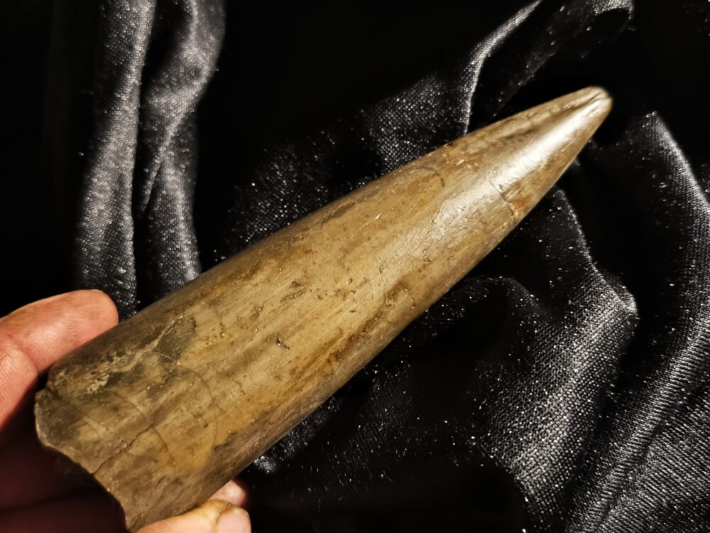 Megateuthis suevicus, Dogger, Neuffen