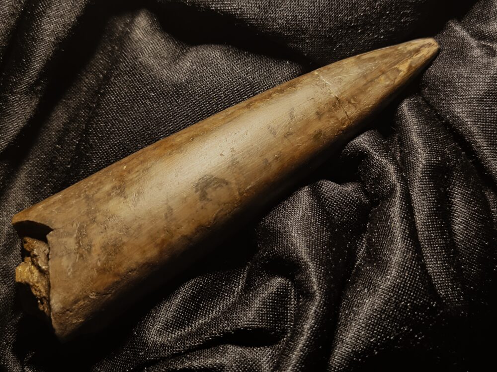 Megateuthis suevicus, Dogger, Neuffen