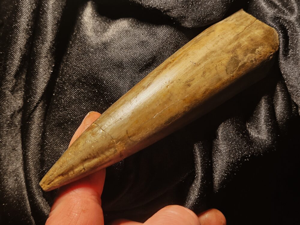 Megateuthis suevicus, Dogger, Neuffen