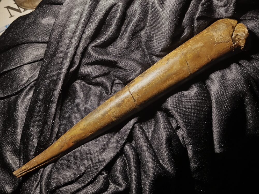 Megateuthis suevicus, Dogger, Gruibingen, Autobahnbau