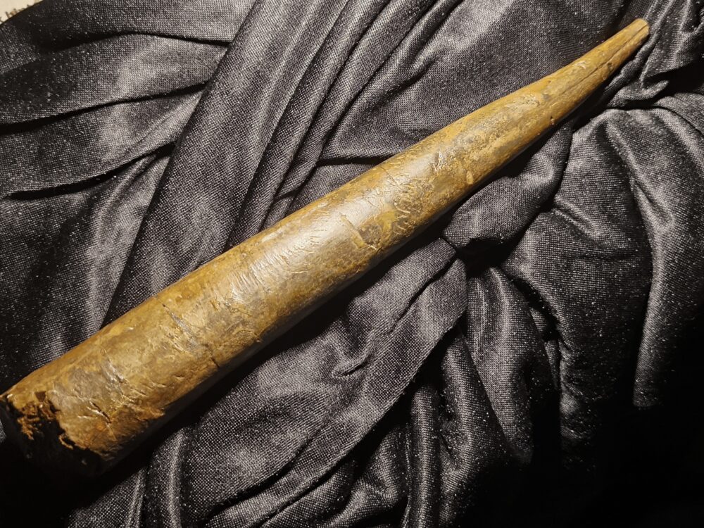 Megateuthis suevicus, Dogger, Gruibingen, Autobahnbau