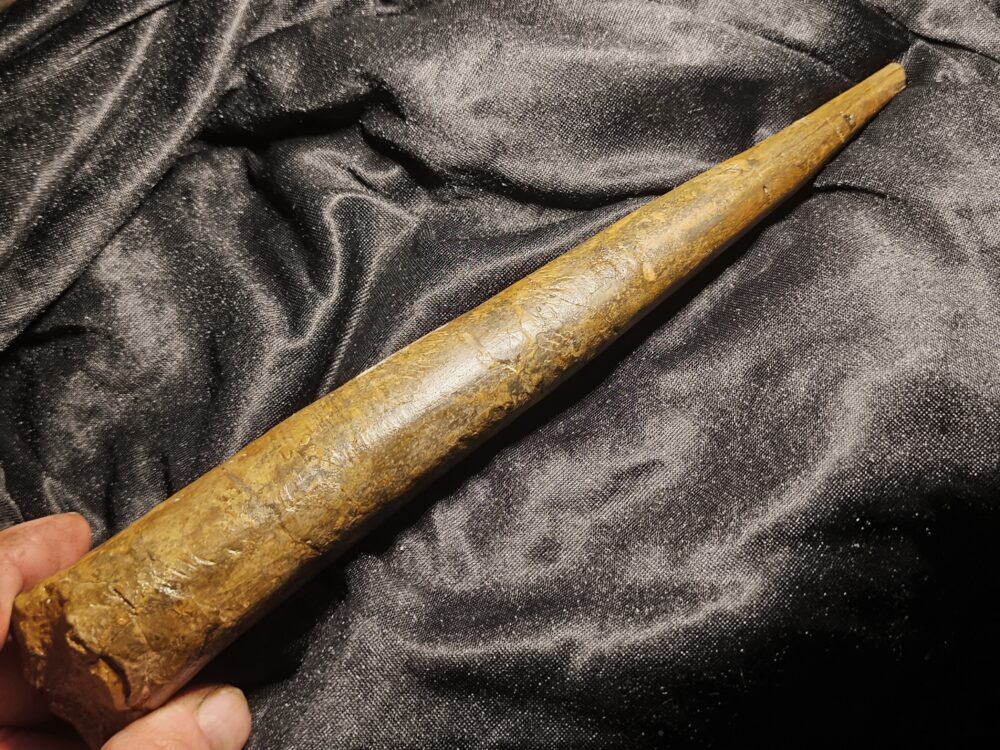 Megateuthis suevicus, Dogger, Gruibingen, Autobahnbau