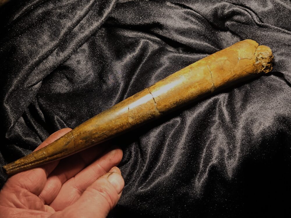 Megateuthis suevicus, Dogger, Gruibingen, Autobahnbau