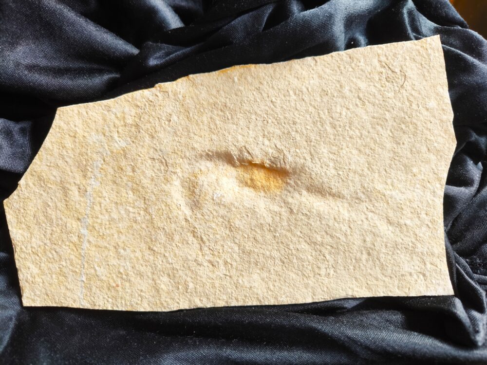 Krebs, unpräpariert, Malm, Plattenkalk, Eichstätt  * reserviert *