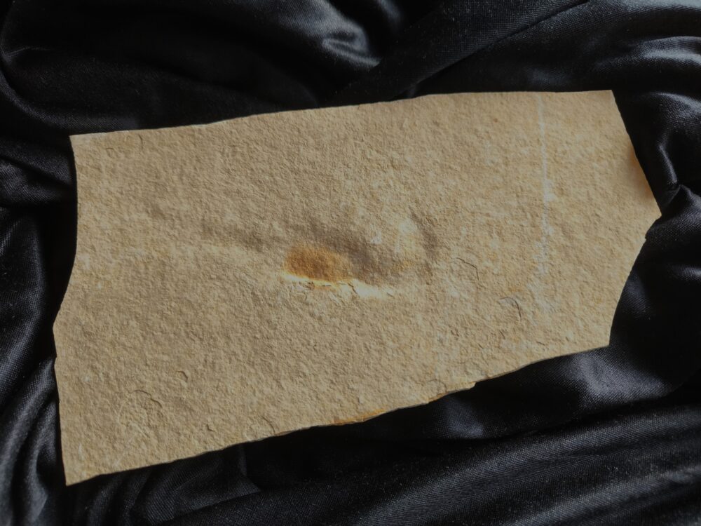 Krebs, unpräpariert, Malm, Plattenkalk, Eichstätt  * reserviert *