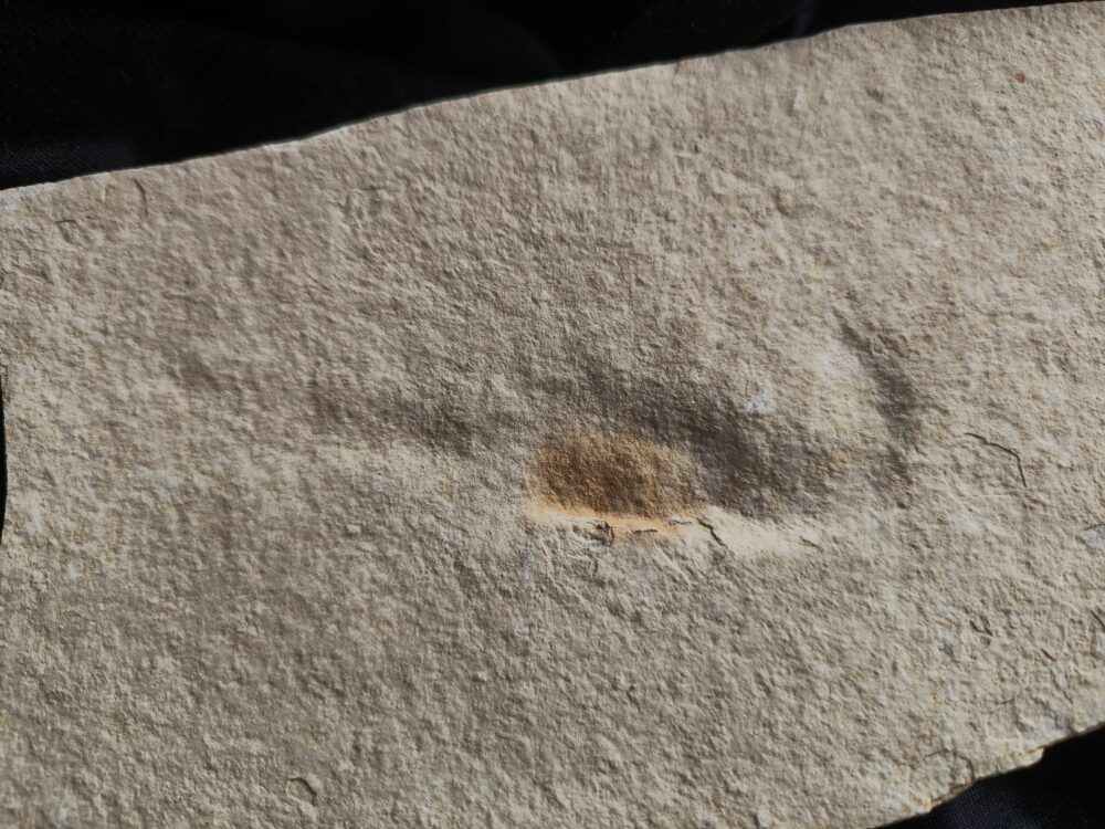 Krebs, unpräpariert, Malm, Plattenkalk, Eichstätt  * reserviert *