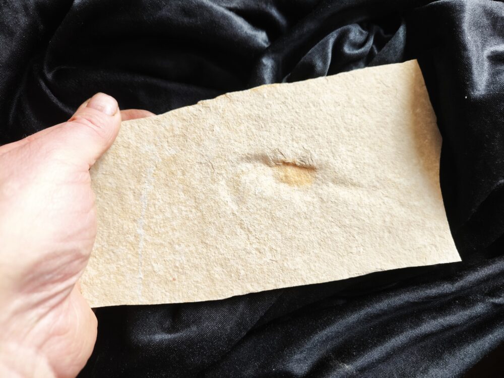 Krebs, unpräpariert, Malm, Plattenkalk, Eichstätt  * reserviert *