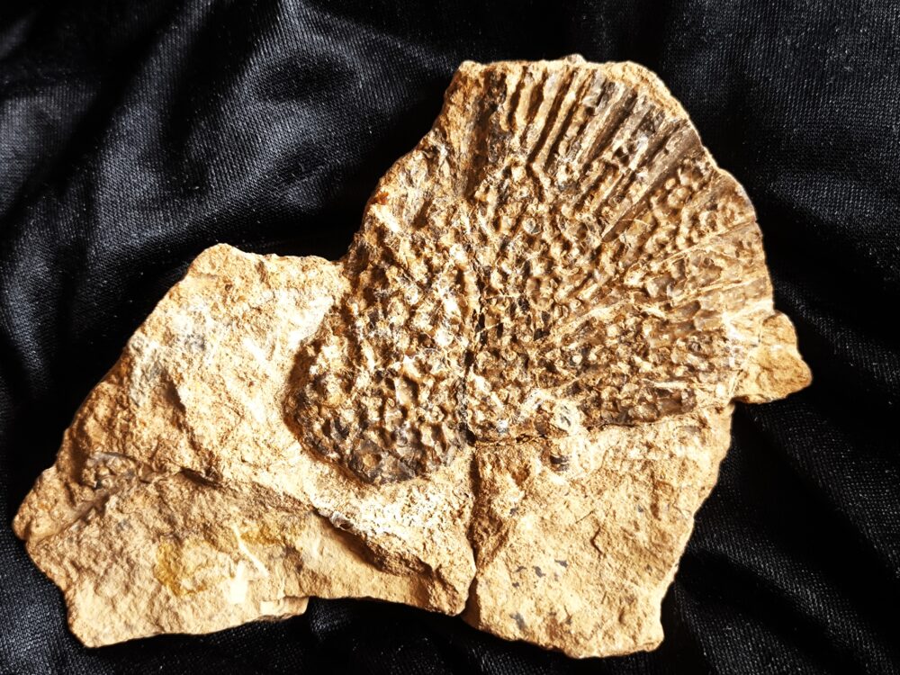 Panzerplatte von Plagiosternum granulosum, Muschelkalk, Grenzbonebed, Zwingelhausen