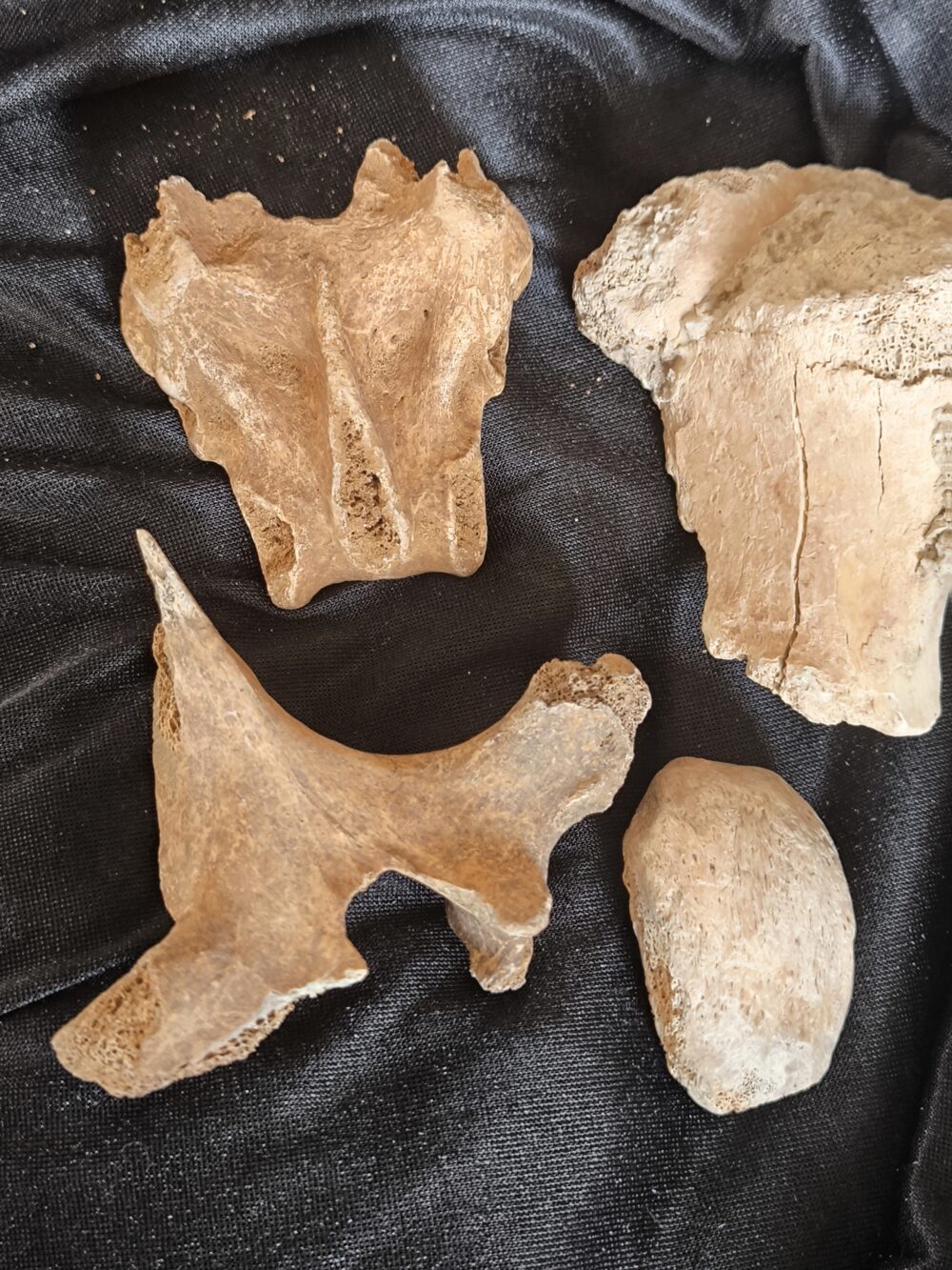 vierteiliges Konvolut vom Höhlenbär, Zoolithenhöhle, Franken * reserviert *