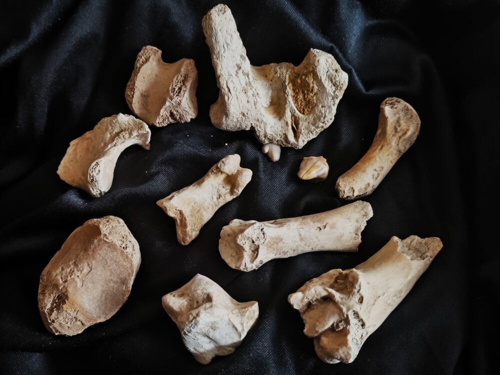 zehnteiliges Konvolut vom Höhlenbär, Zoolithenhöhle, Franken