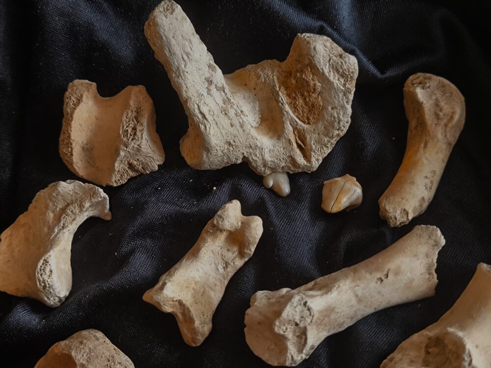 zehnteiliges Konvolut vom Höhlenbär, Zoolithenhöhle, Franken