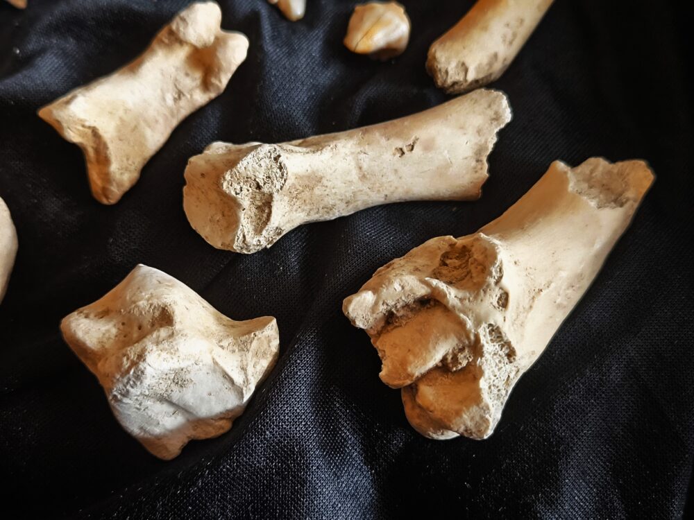 zehnteiliges Konvolut vom Höhlenbär, Zoolithenhöhle, Franken