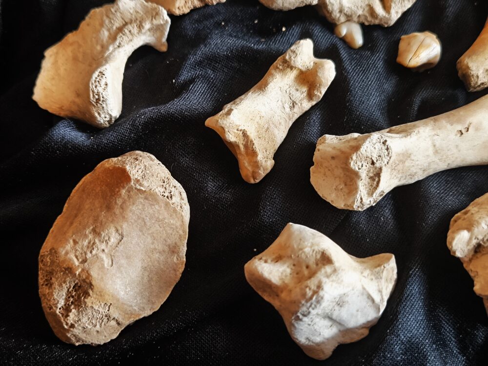 zehnteiliges Konvolut vom Höhlenbär, Zoolithenhöhle, Franken