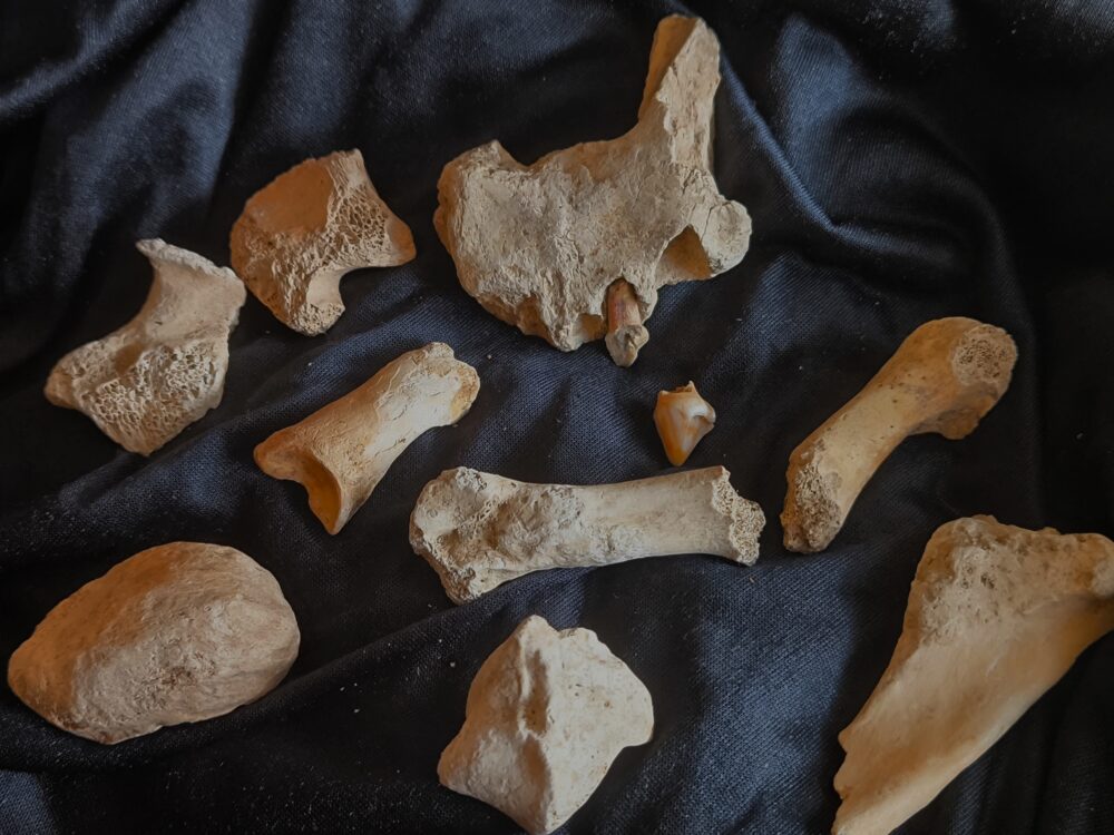 zehnteiliges Konvolut vom Höhlenbär, Zoolithenhöhle, Franken