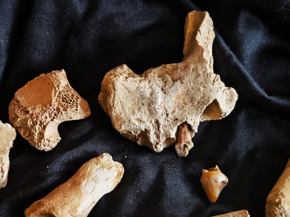 zehnteiliges Konvolut vom Höhlenbär, Zoolithenhöhle, Franken