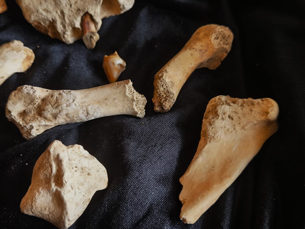 zehnteiliges Konvolut vom Höhlenbär, Zoolithenhöhle, Franken