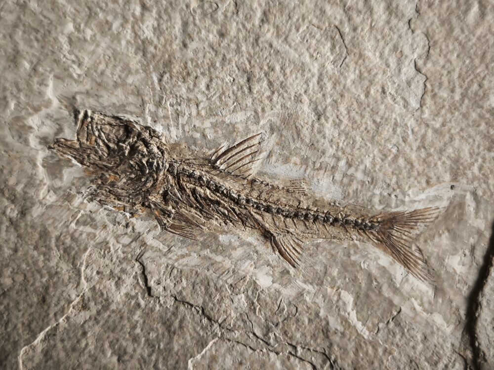 Fisch, Dapalis macrurus, Oligozän, Cereste, Südfrankreich